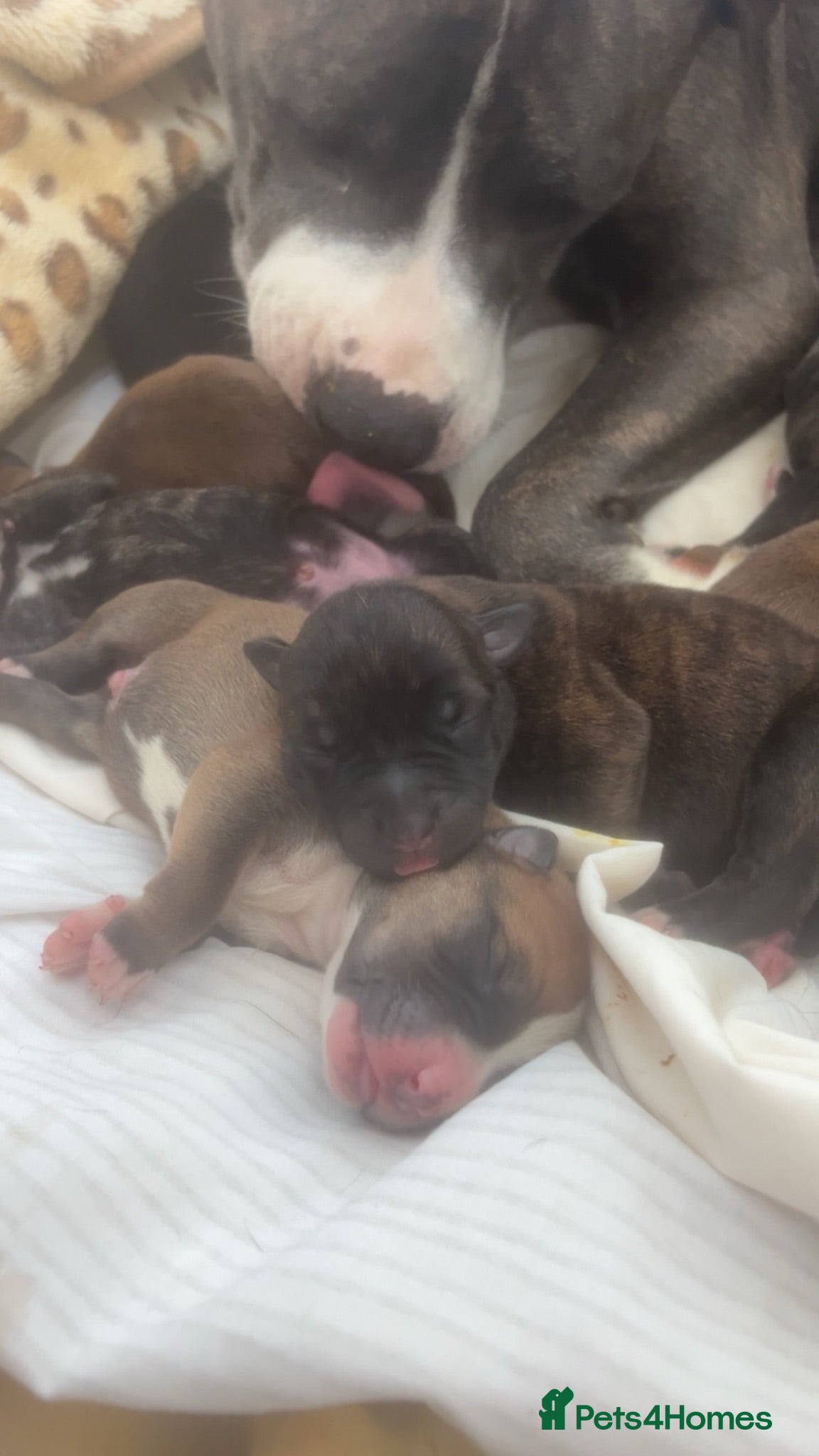 Mixed Breed dogs Staffy cross Belgium Shepard puppys  - Advert 5
