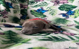 Mixed Breed dogs for sale: Beautiful Daffys - staffy cross dachshund  - Image 13
