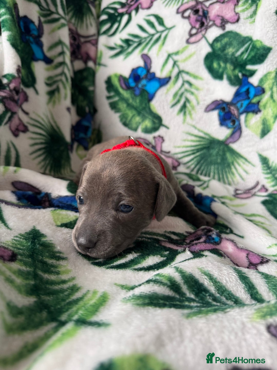 Mixed Breed dogs for sale: Beautiful Daffys - staffy cross dachshund  - Image 13