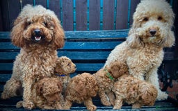 Mixed Breed dogs for sale: 1 lovely boy and one lovely girl Poodle Puppies   - Image 3