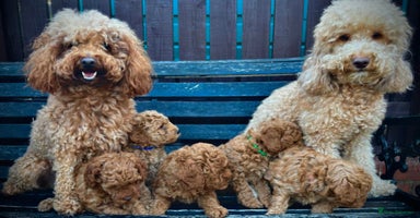 Mixed Breed dogs - Advert 11