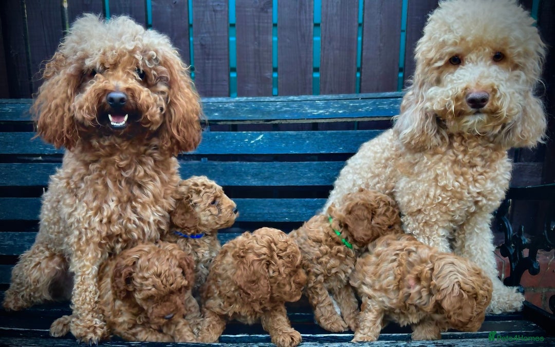 Mixed Breed dogs for sale: 1 lovely boy and one lovely girl Poodle Puppies   - Image 3