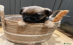 Border Terrier dogs for sale: KC Registered Border Terriers - Image 7