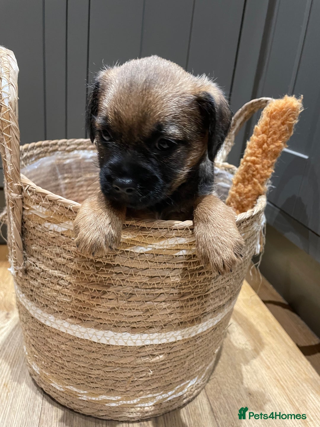 Border Terrier dogs for sale: KC Registered Border Terriers - Image 7