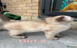 Bengal cats for sale: 4 Beautiful Bengals for sale  - Image 9