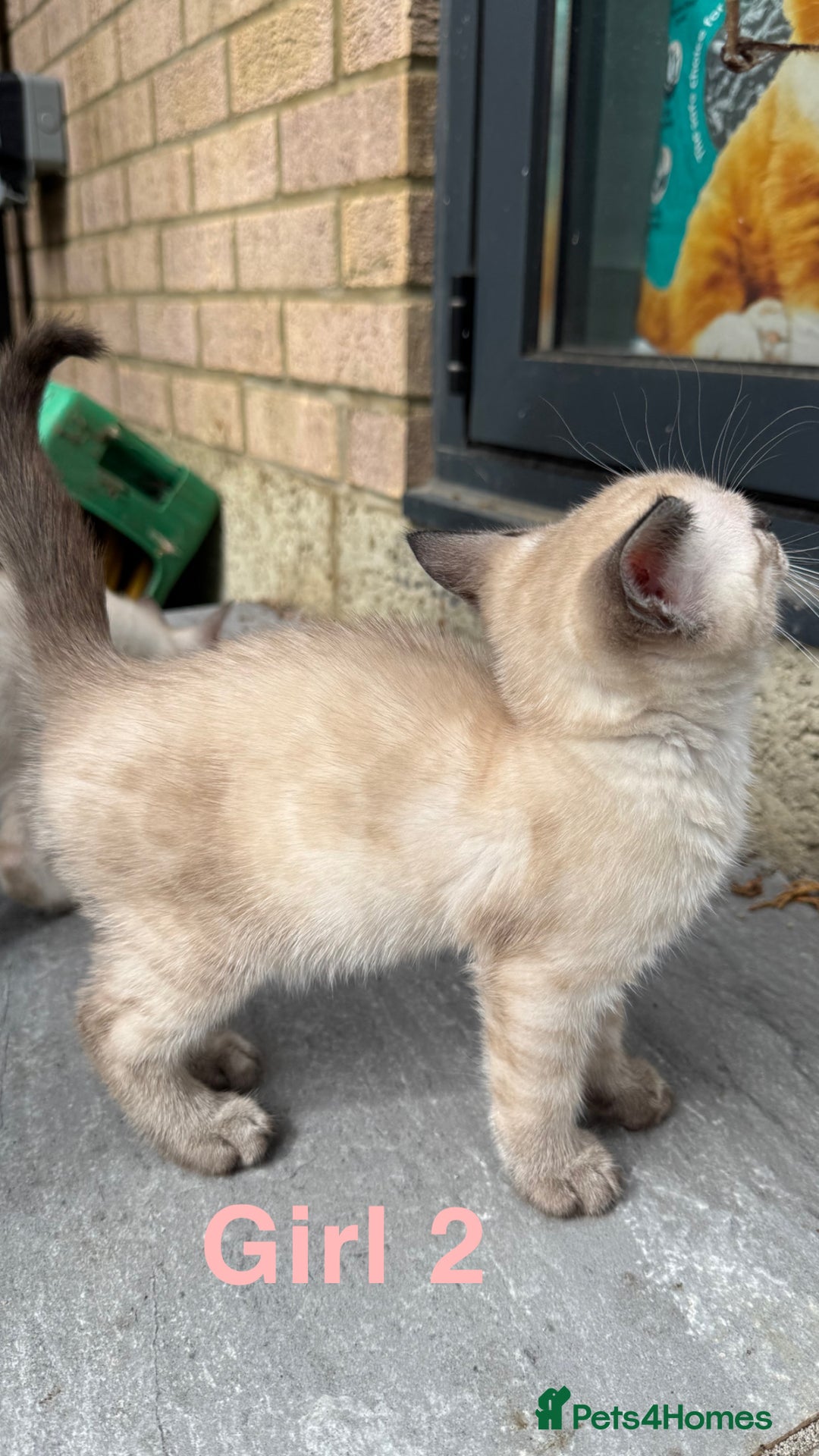 Bengal cats for sale: 4 Beautiful Bengals for sale  - Image 9