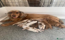 Cocker Spaniel dogs for stud: KC Reg Show Cocker Spaniel- Extensively DNA tested in Warrington - Image 36