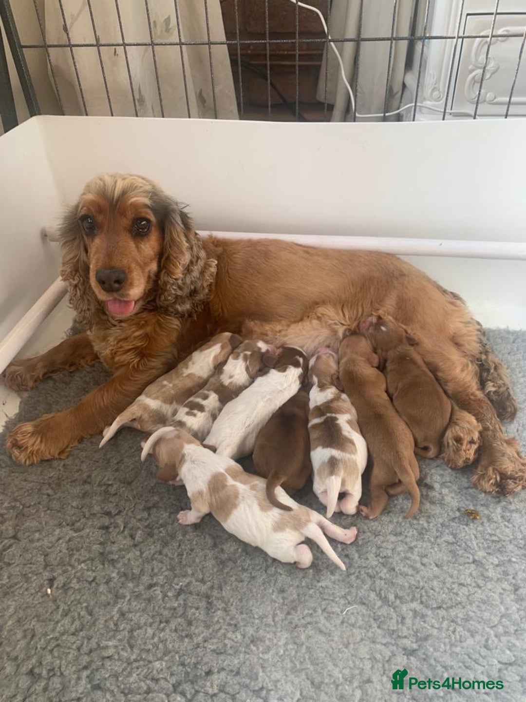 Cocker Spaniel dogs for stud: KC Reg Show Cocker Spaniel- Extensively DNA tested in Warrington - Image 36