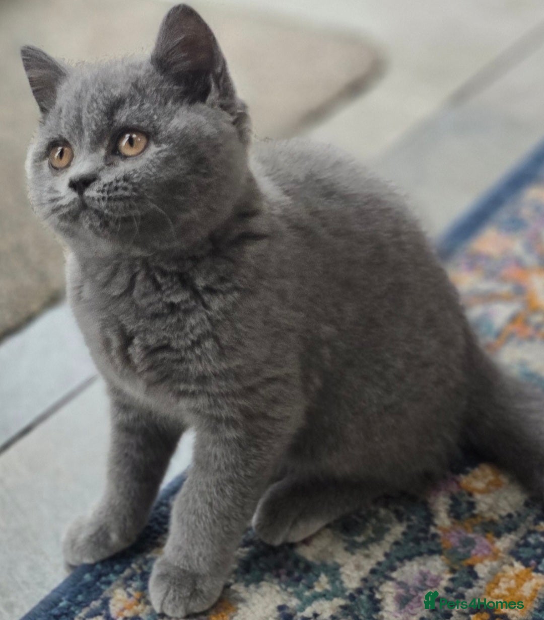 British Shorthair cats for sale: LAST CHUNKY BOY Cute Bristish Short Hair Kittens  - Image 3