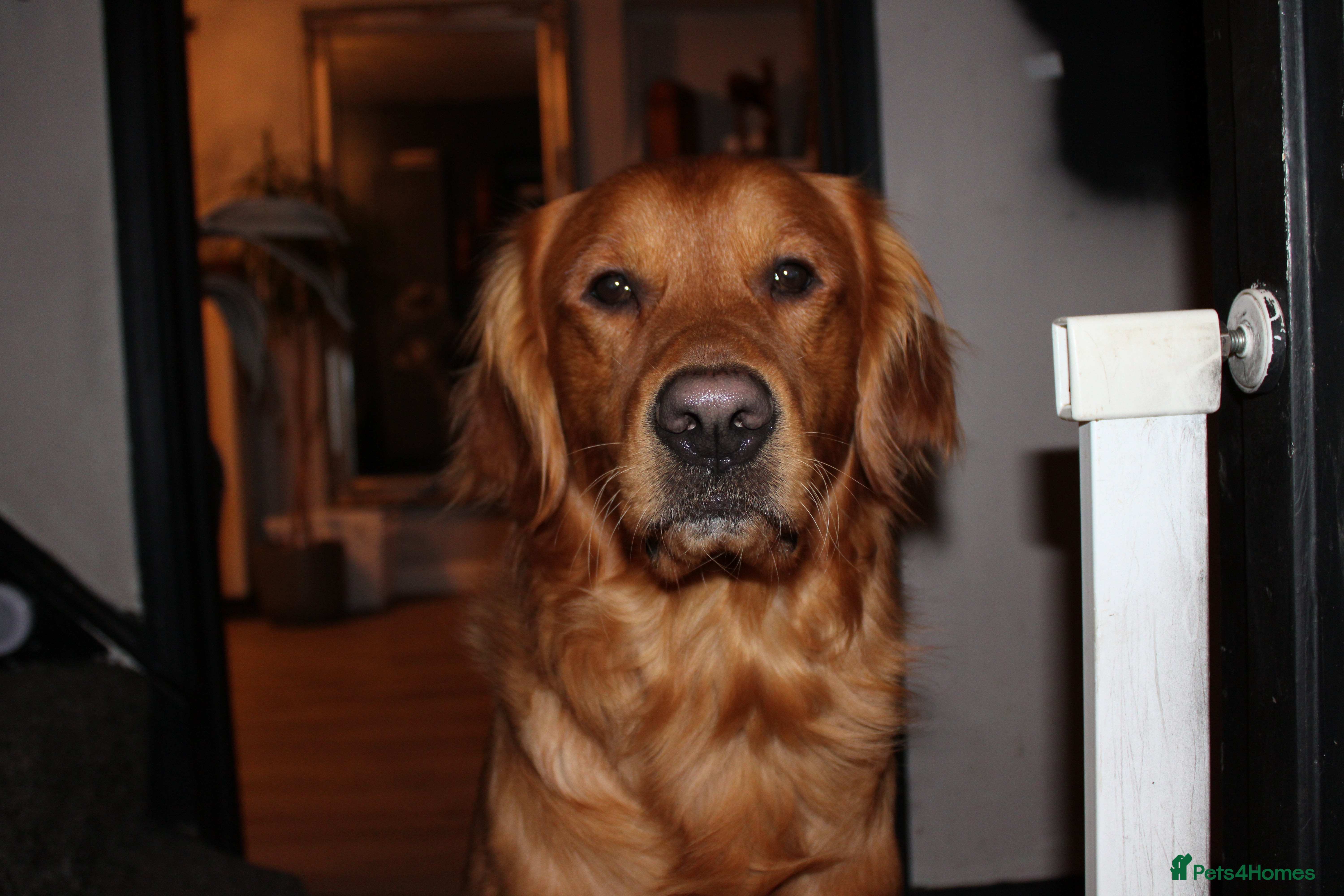 Golden Retriever dogs KC registered Golden retriever for stud - Advert 1