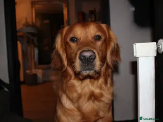 Golden Retriever dogs KC registered Golden retriever for stud - Advert 1