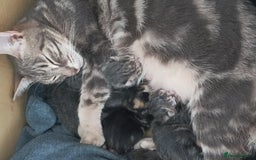 Bengal cats for sale: Kitten boys  - Image 3