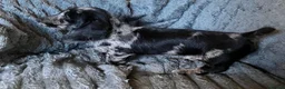 Mixed Breed dogs for sale: Gorgeous cheeky daxi x pups  - Advert 28