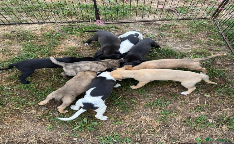 Lurcher dogs - Advert 1