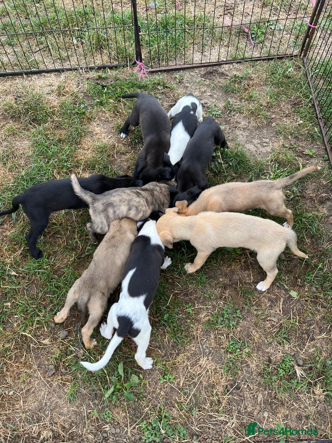 Lurcher dogs for sale: Lurcher pups - Image 1