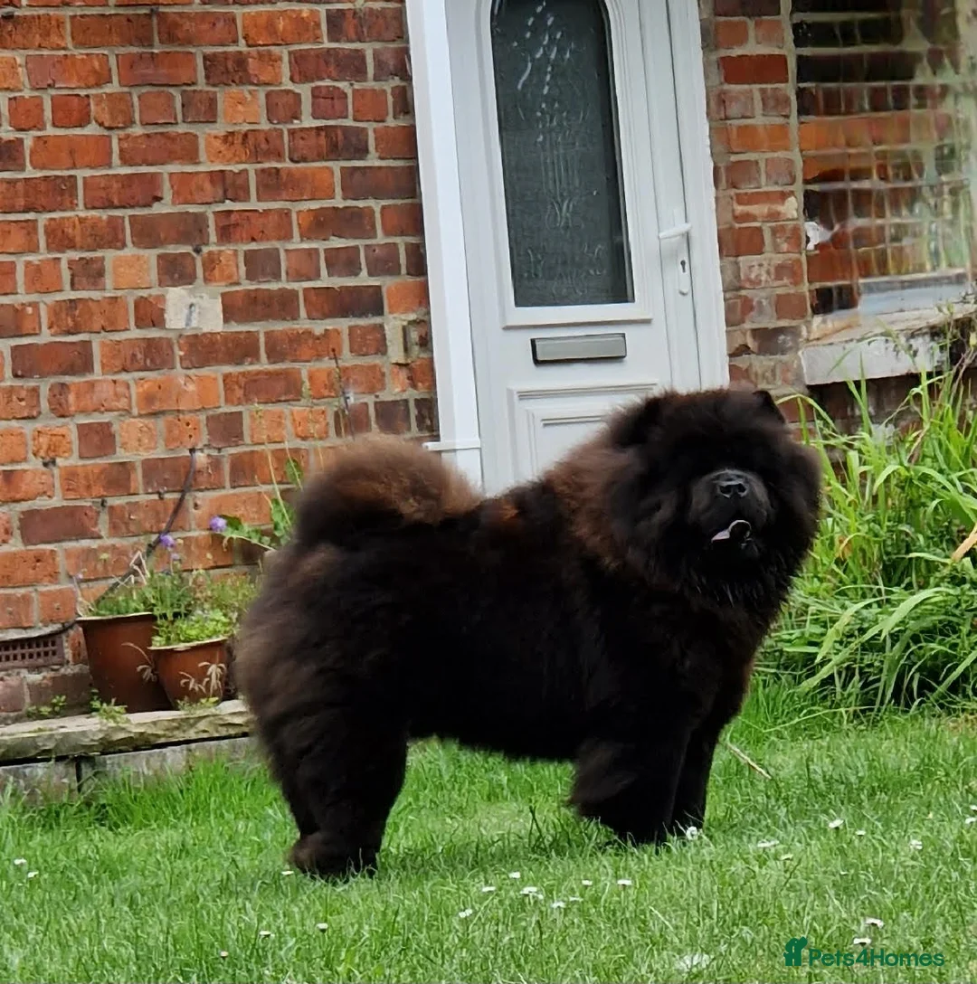 Chow Chow dogs for stud: Now at stud, proven, kc reg in Wingate - Advert 4