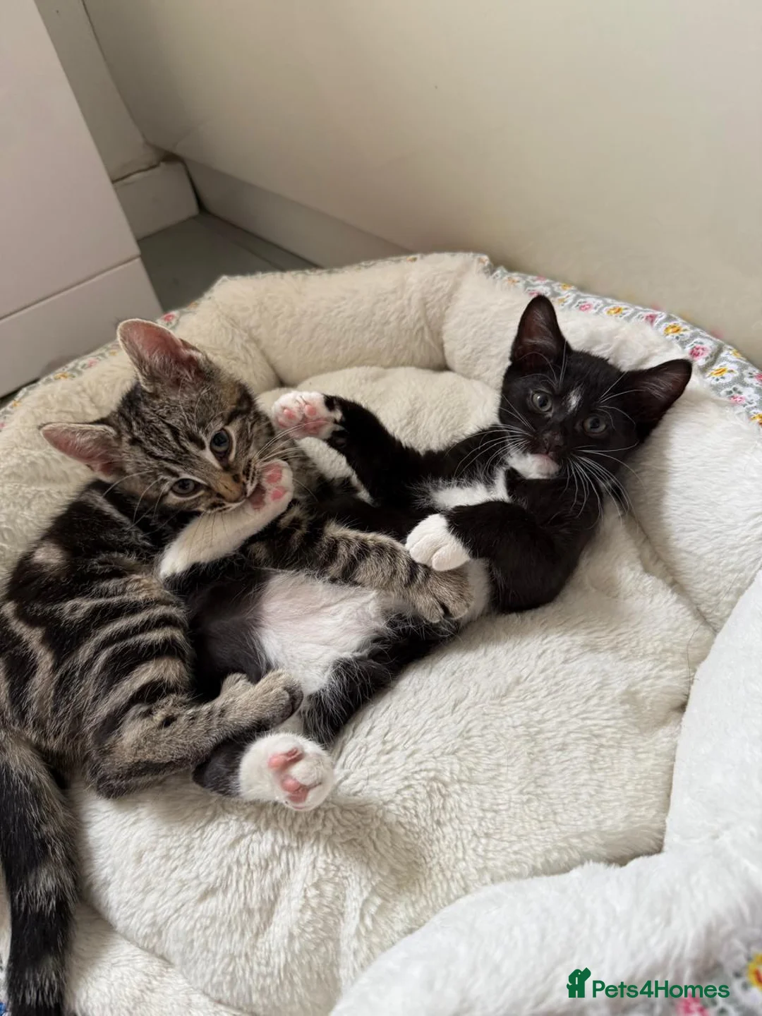 Mixed Breed cats for sale: Available Now! 2 Kittens tabby stripe tuxedo cats  - Advert 2