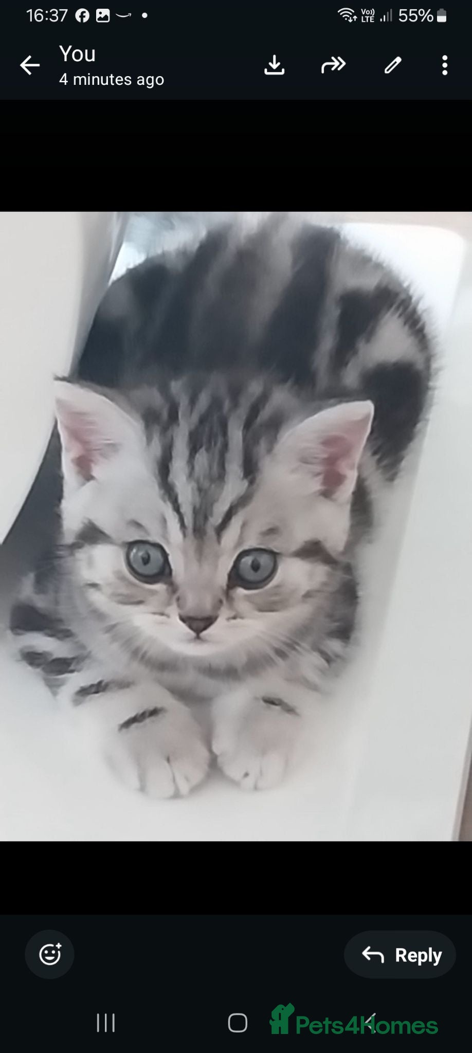 British Shorthair cats Beautiful BSH GCCF SILVER AND BLACK  - Advert 13