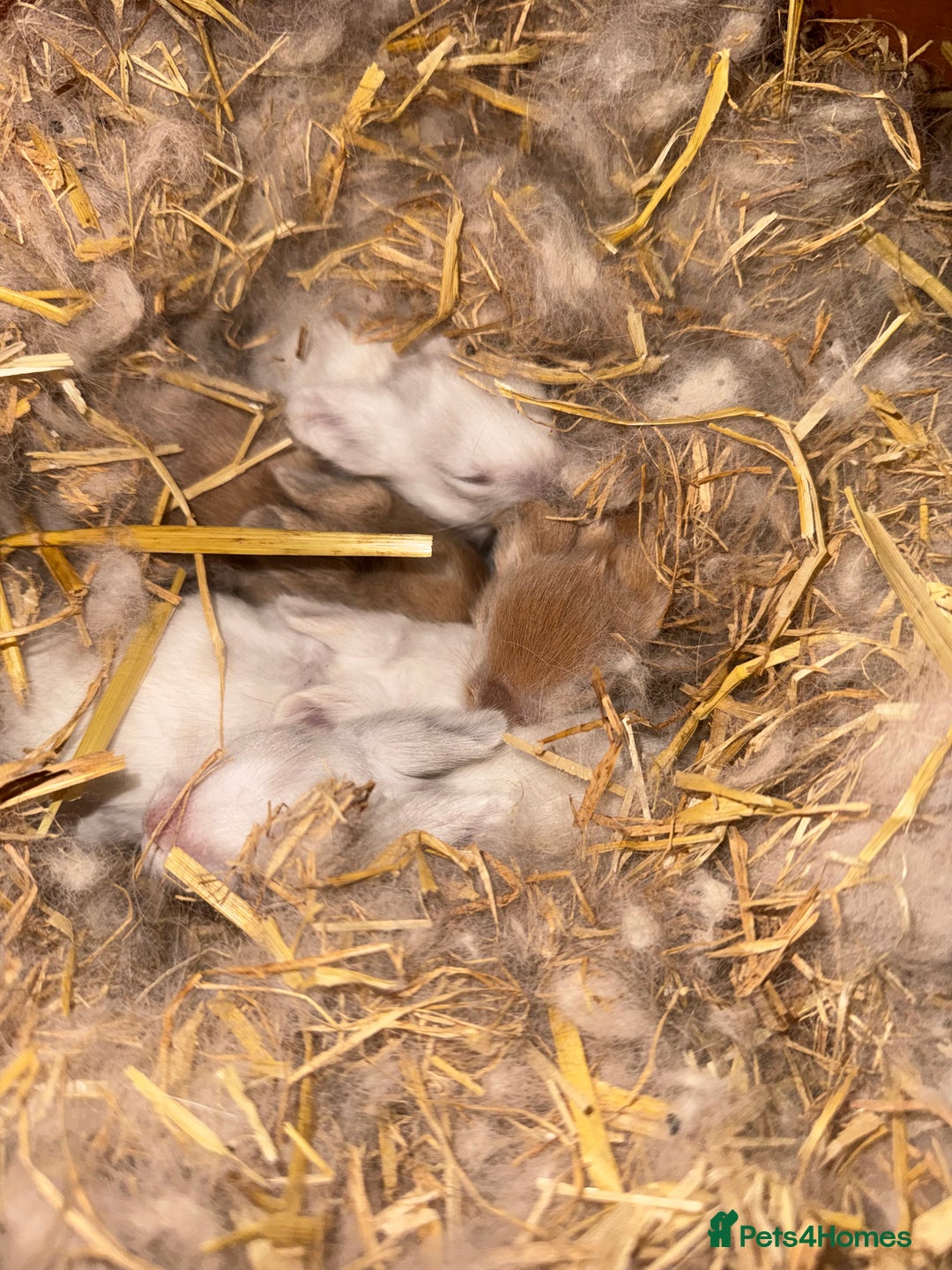 Lionhead rabbits for sale: ✨ Lionhead Bunnies  ✨ - Advert 4