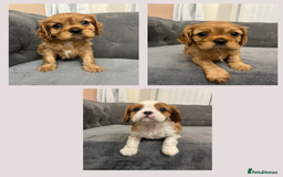Cavalier King Charles Spaniel dogs for sale: Stunning Cavalier King Charles Spaniels - Image 1