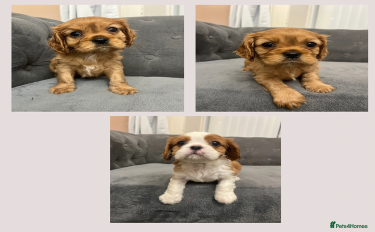 Cavalier King Charles Spaniel dogs - Advert 14