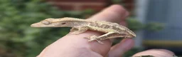 Gecko reptiles for sale: Crested geckos  - Advert 9