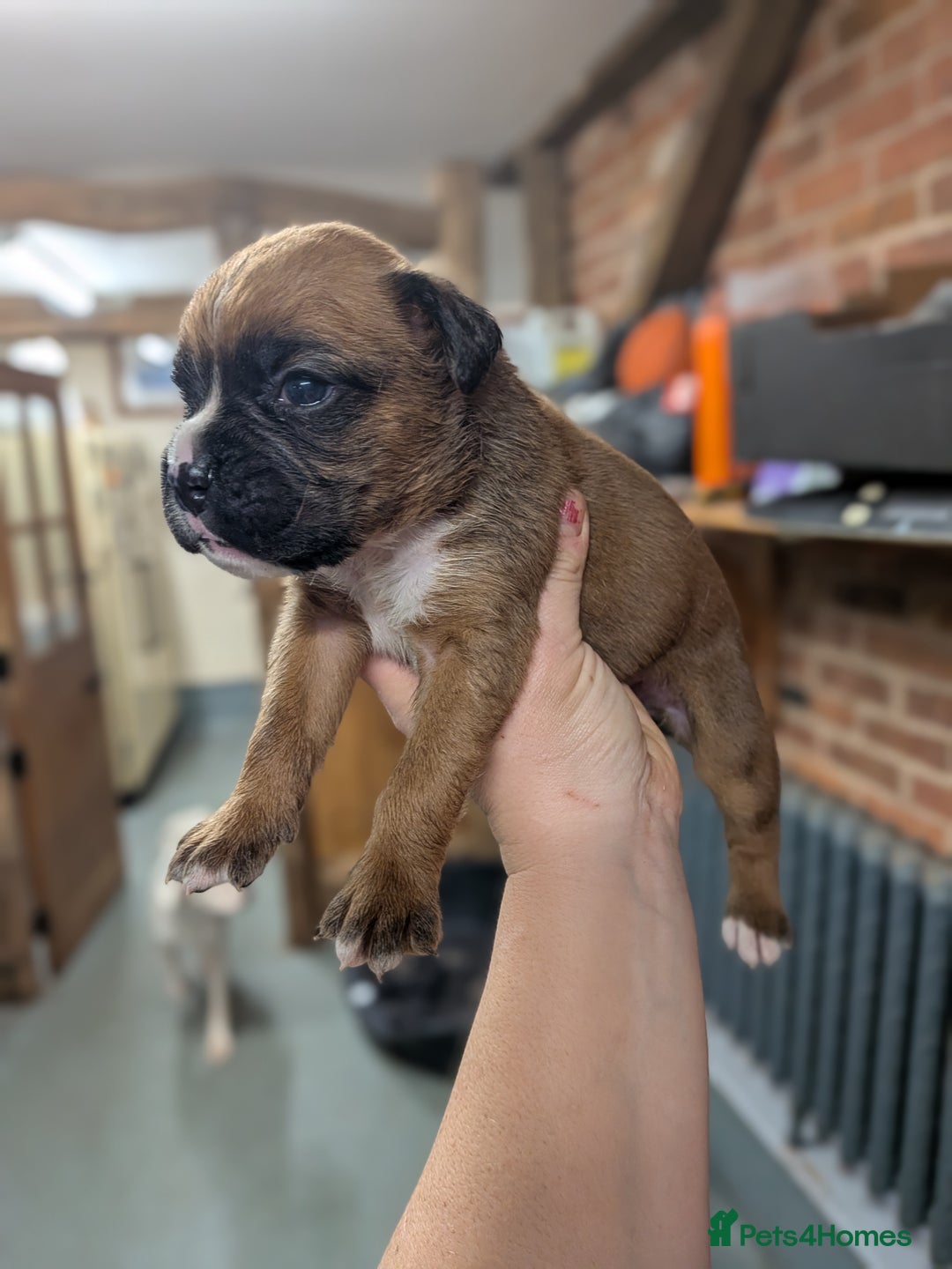 Boxer dogs for sale: KC registered tailed and bobtailed boxer puppies  - Advert 10