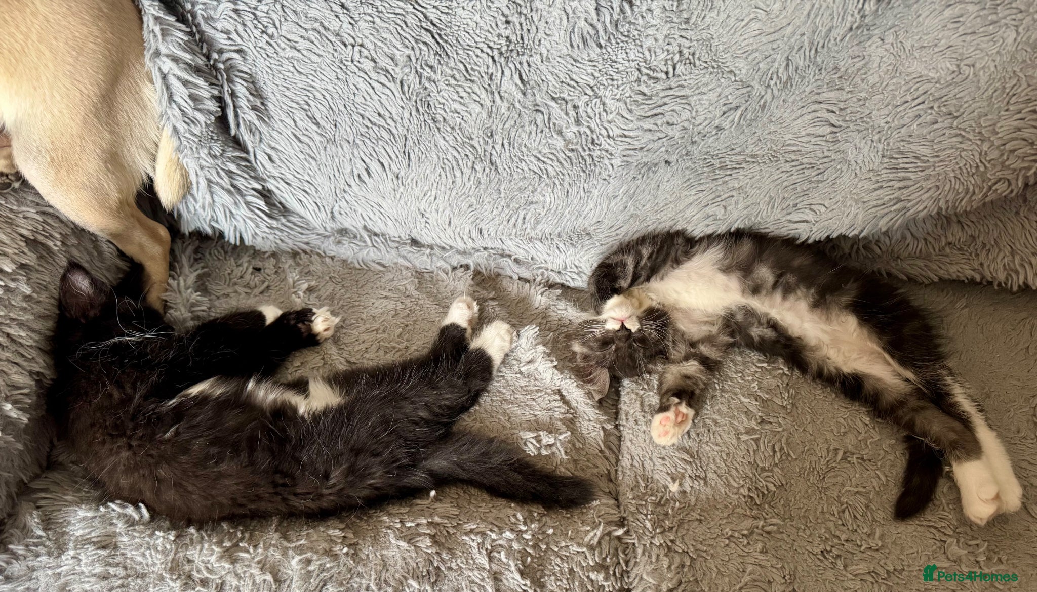 Maine Coon cats PEDIGREE MAINE COON KITTENS 3 boys/3girls - Advert 2