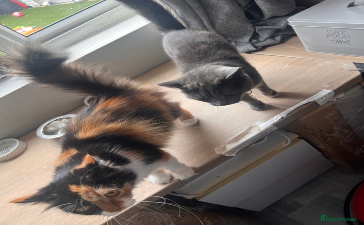 Mixed Breed cats - Advert 4