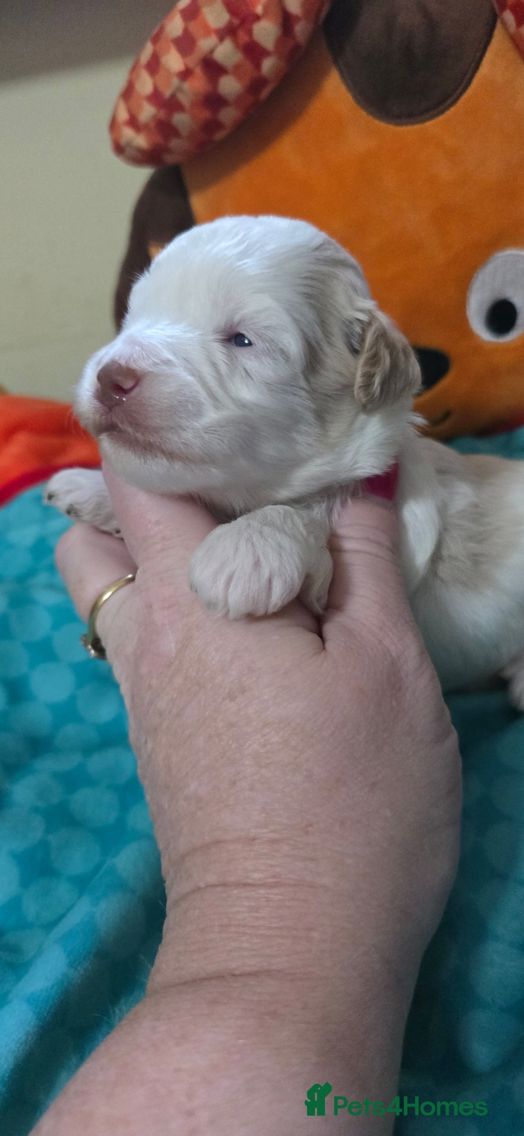 Mixed Breed dogs for sale: Beautiful Miniature Schnoodles  - Image 2