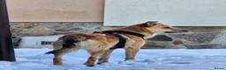 Mixed Breed dogs for adoption: 💙🐶 CACTUS (YANIK) in Preston - Advert 6