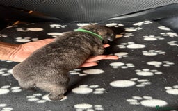 Mixed Breed dogs for sale: American bulldog staffy 🏡 - Image 31