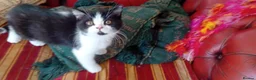 British Shorthair cats for sale: Grand champion sired - Advert 7