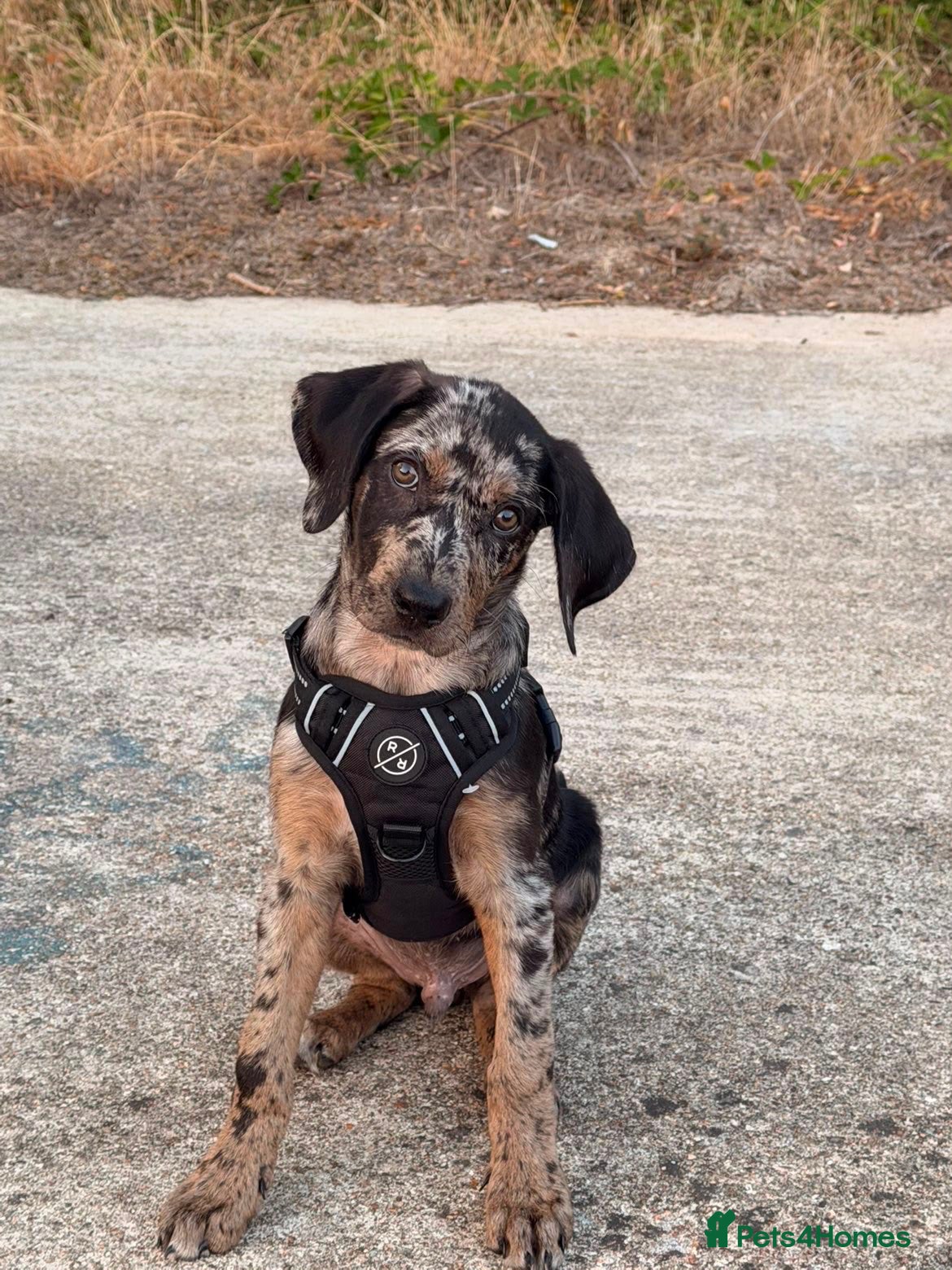 Mixed Breed dogs Border Collie- Blue Merle x Hungarian Vizsla  - Advert 2