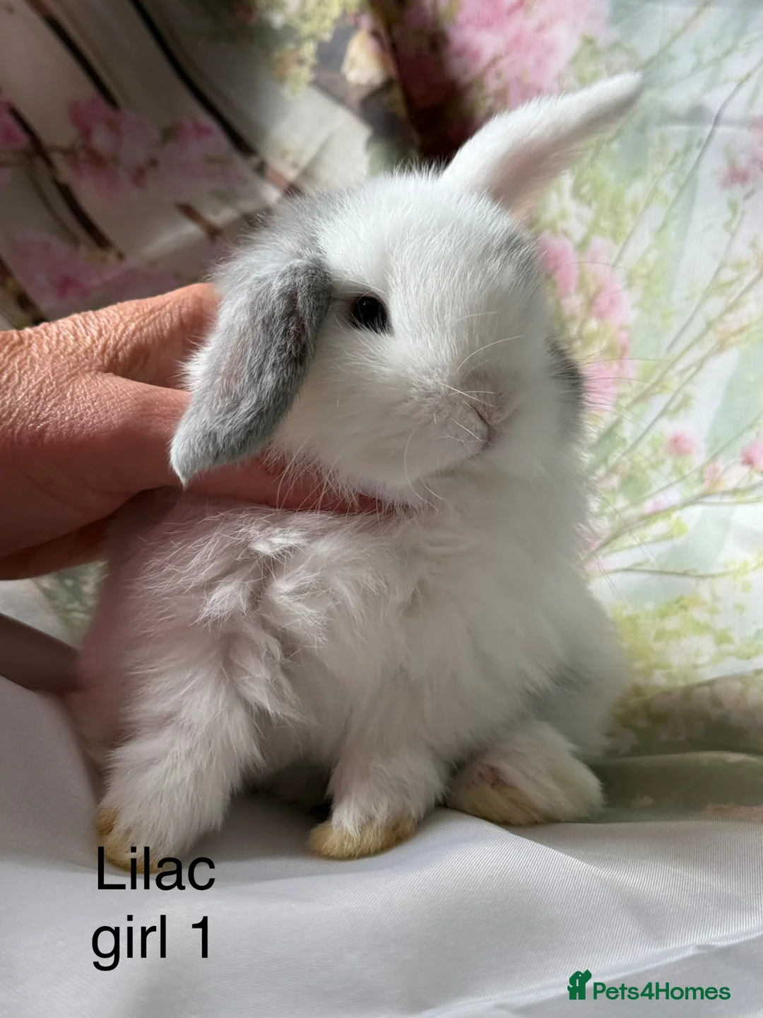 Mini Lop rabbits for sale: Adult does and buck pure bred mini lops    - Advert 24