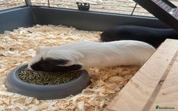 Guinea Pig rodents for sale: For Sale 2 Guinea Pigs With Cage and Accessories  - Image 2