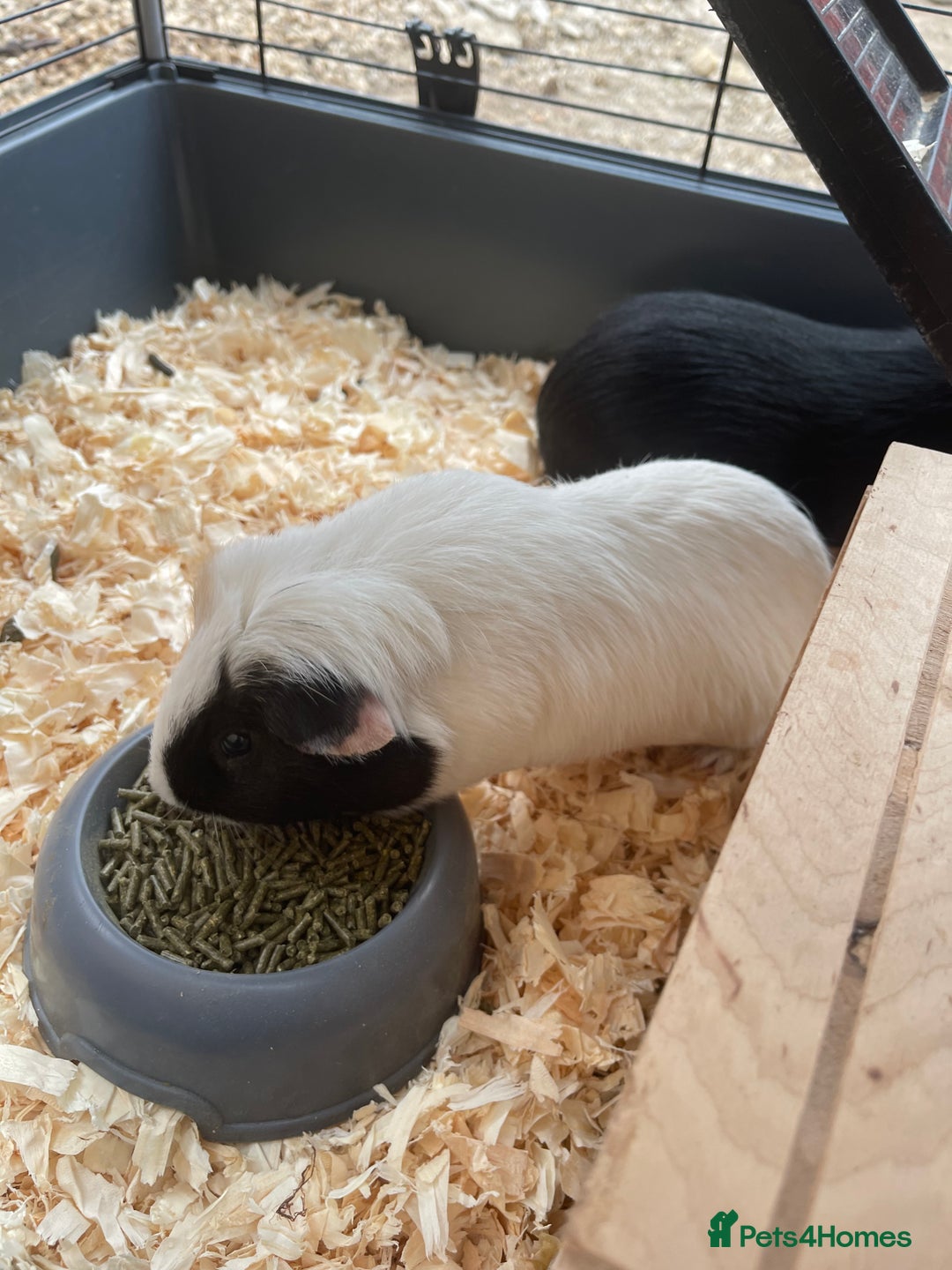 Guinea Pig rodents for sale: For Sale 2 Guinea Pigs With Cage and Accessories  - Image 2