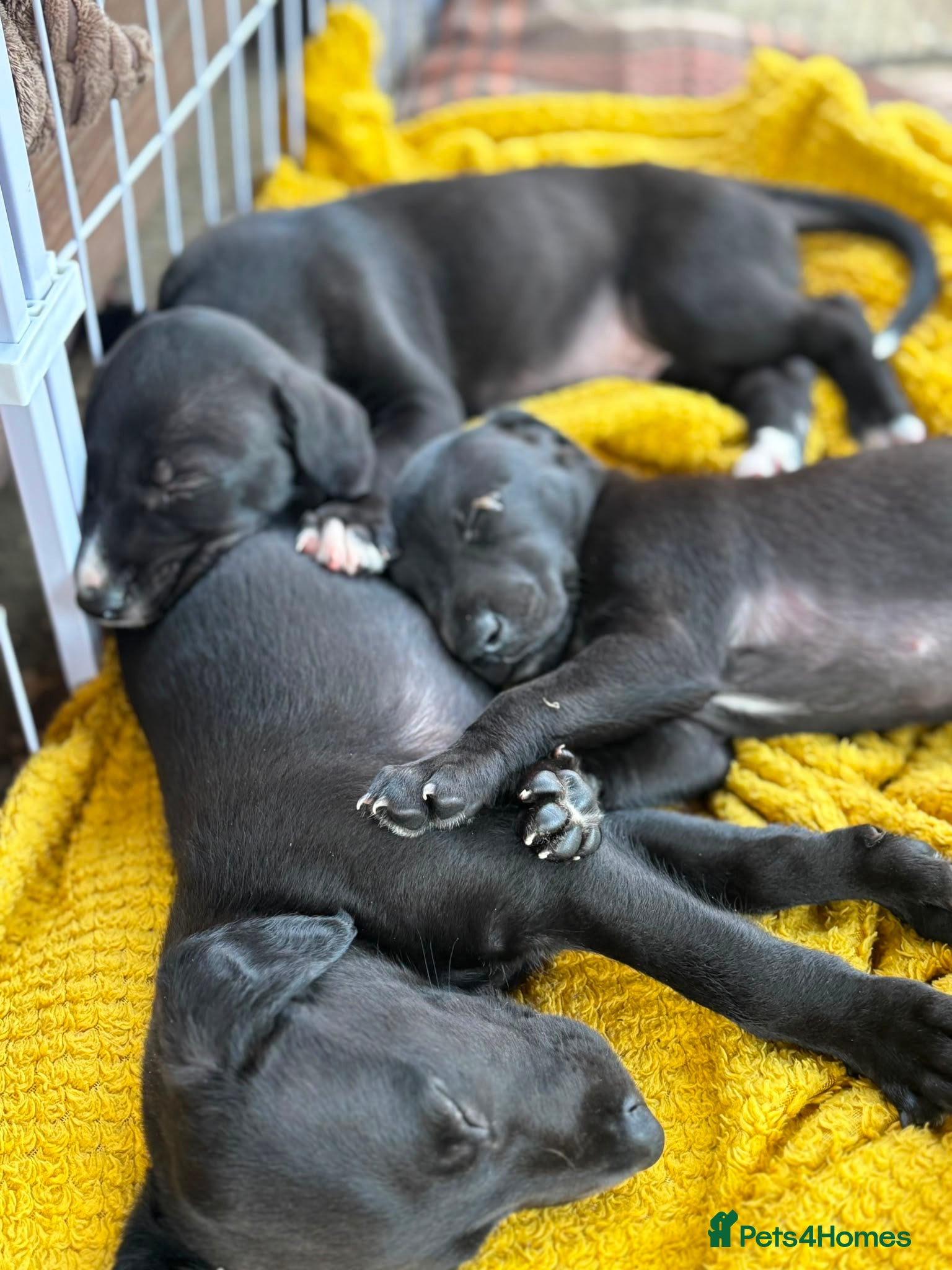 Whippet dogs Two male whippet puppies  - Advert 3