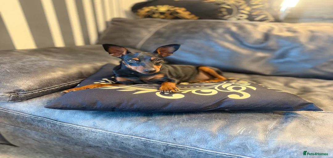 Gallery Image {{count}}