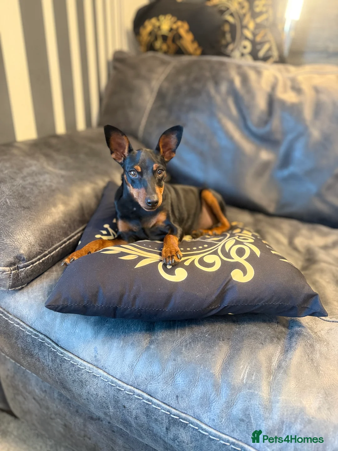 Gallery Image {{count}}