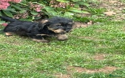 Miniature Dachshund dogs for sale: Wire Haired KC Miniature Dachshund  - Image 19