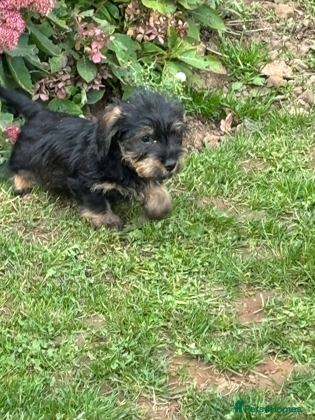 Miniature Dachshund dogs for sale: Wire Haired KC Miniature Dachshund  - Image 19