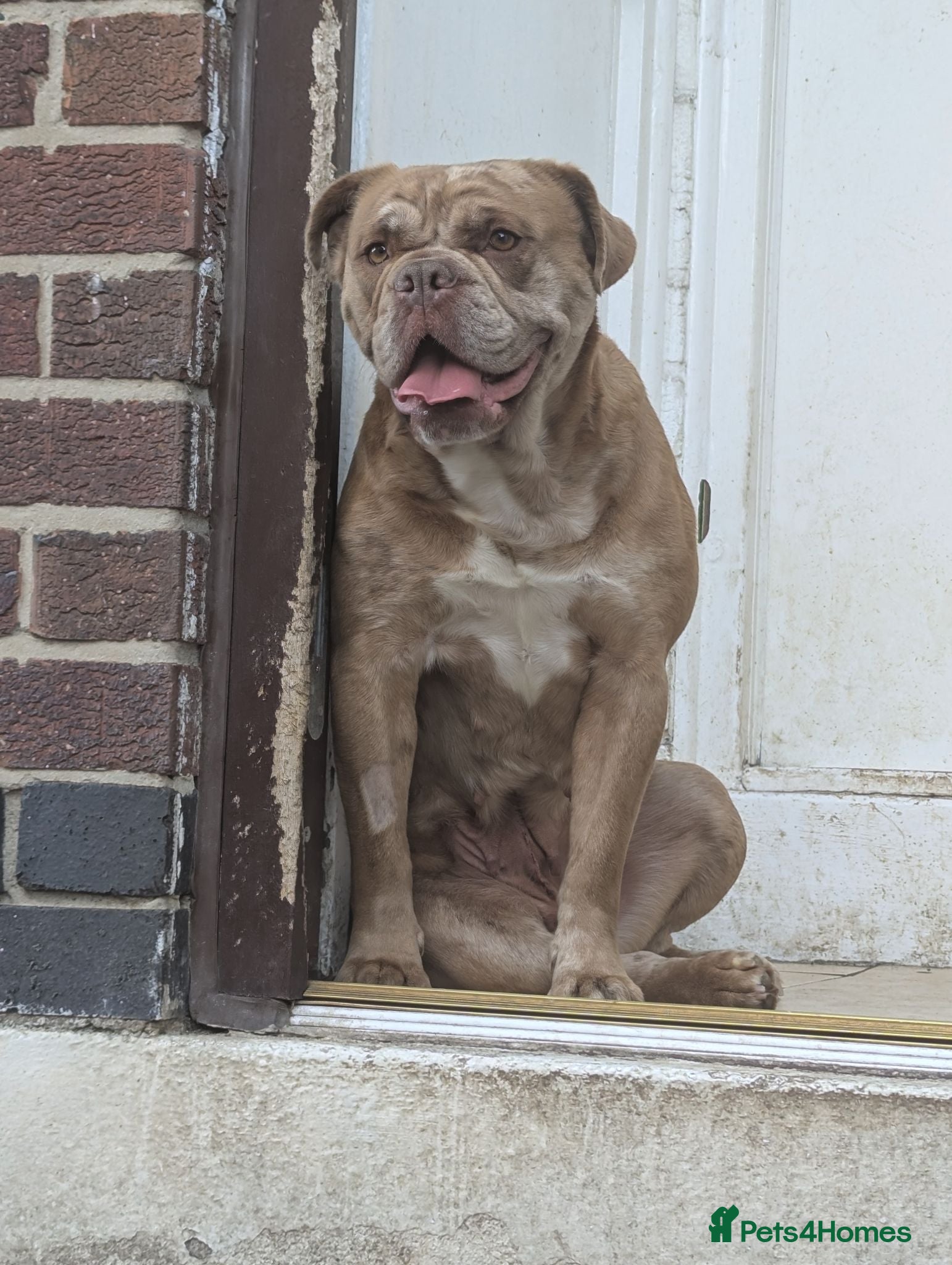 Old Tyme Bulldog dogs Beautiful! Old tym bulldog  - Advert 4
