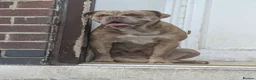 Old Tyme Bulldog dogs for sale: Beautiful! Old tym bulldog  - Advert 1