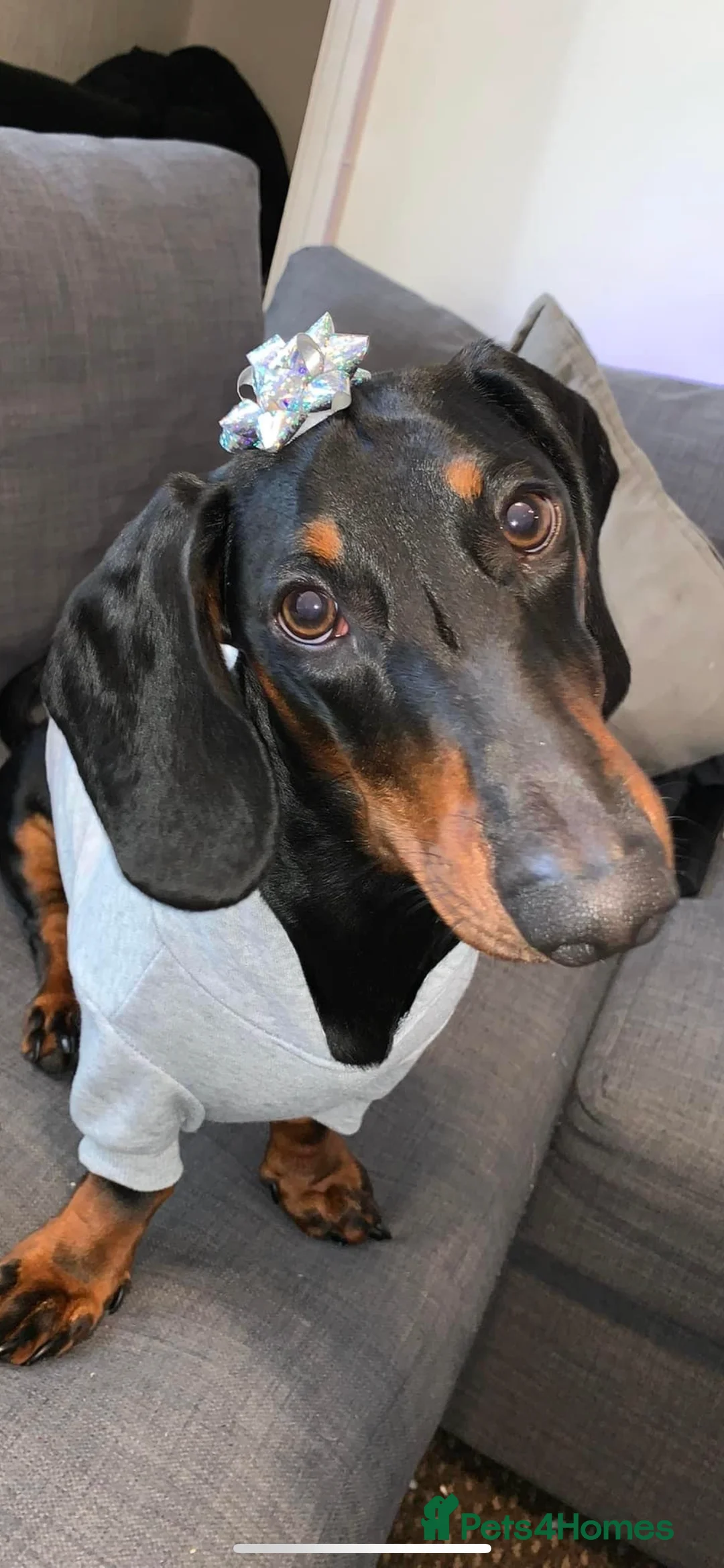 Dachshund dogs for sale: 4 year old male dachshund needs a home  - Advert 8