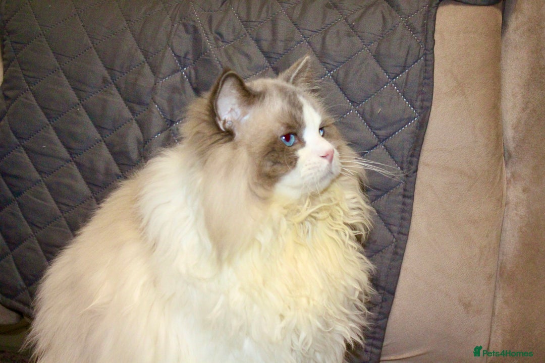 Ragdoll cats for sale: Retired King Ragdoll – Blue Point Bicolour - Advert 7