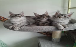Maine Coon cats for sale: 3 maine coon girls black silver TICA pedigree - Image 1