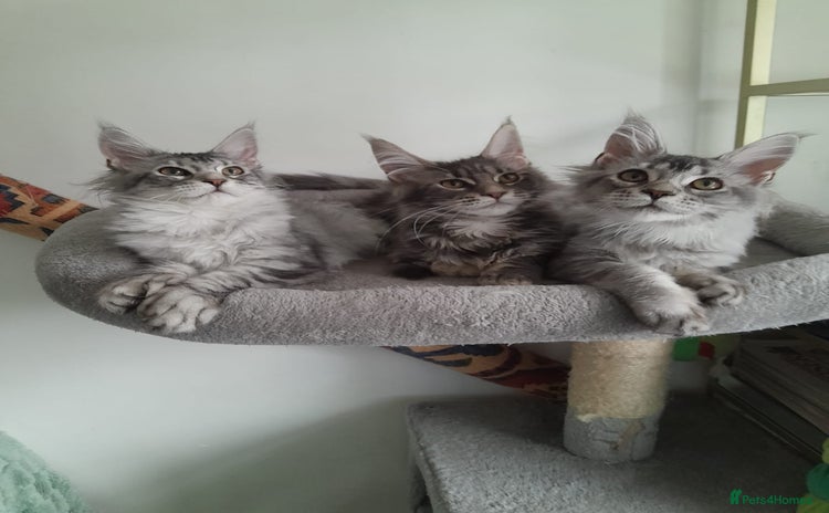 Maine Coon cats - Advert 3