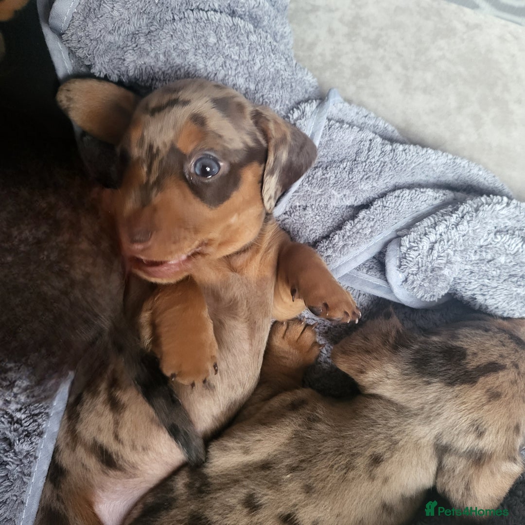Dachshund dogs for sale: Miniture dashound  - Image 2