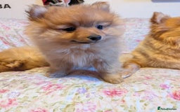 Pomeranian dogs for sale: 2 LEFT!! Purebred Cute fluffy Pomeranian Puppies! - Image 13